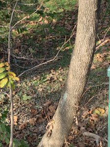 The beetle-infested tree that I've been watching at my sit-spot